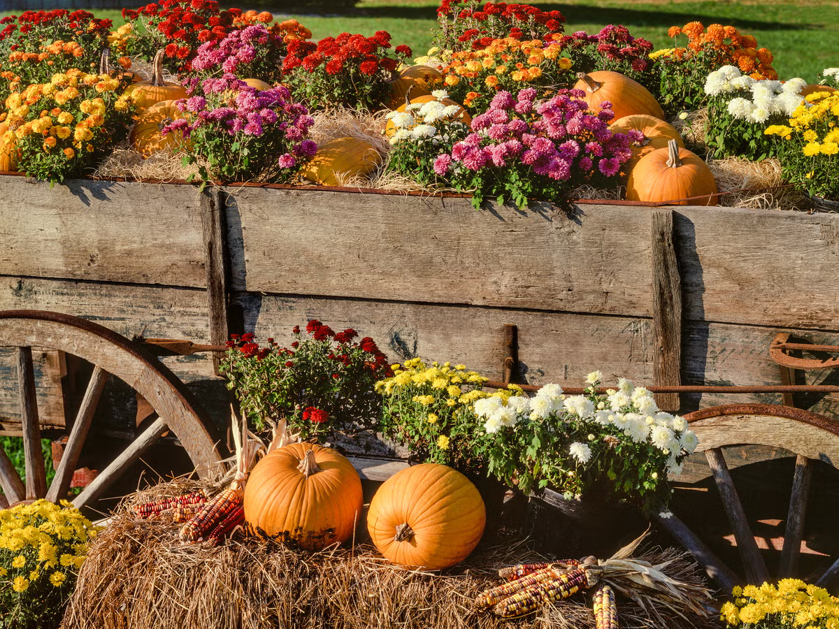 Examples of beautiful flowers that grow in colder seasons